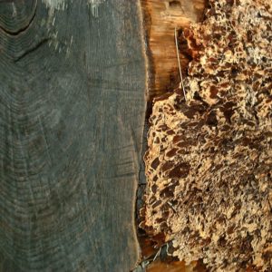 Logs on Bowen Island