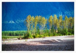 Riverbed and Trees