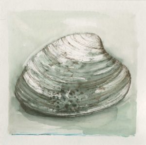 Clam Shell