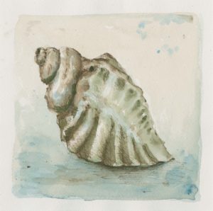 Shell