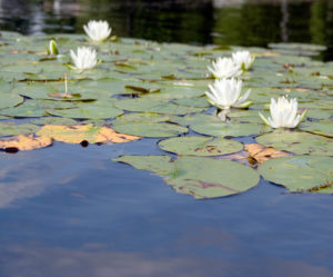 Lilypads 1