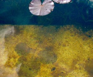 Lilypads 2