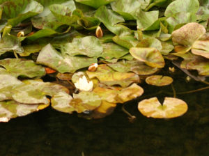 Lilypads 4