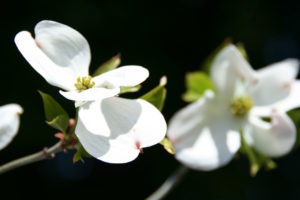 Dogwood 1