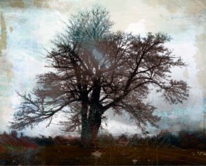 Bare Tree