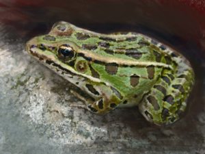 Frog