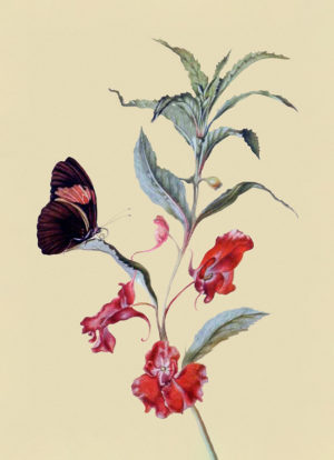 Butterfly and Flower