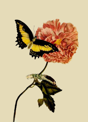 Butterfly and Flower