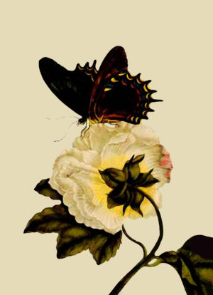Butterfly and Flower