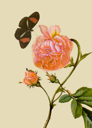 Butterfly and Flower
