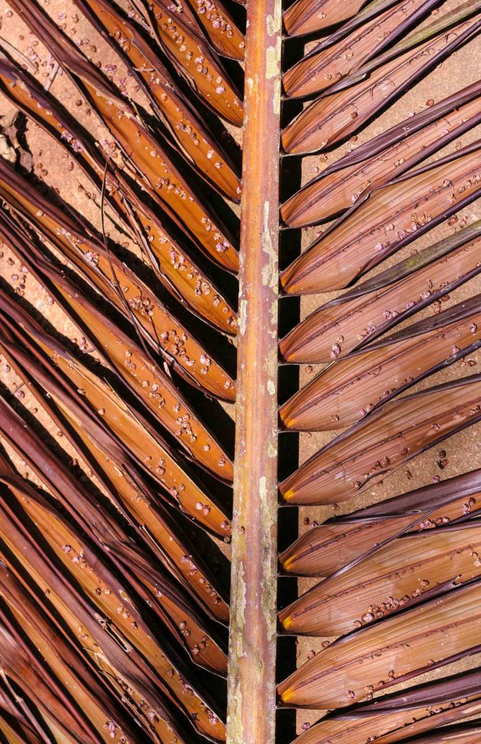 Palm Leaf 1