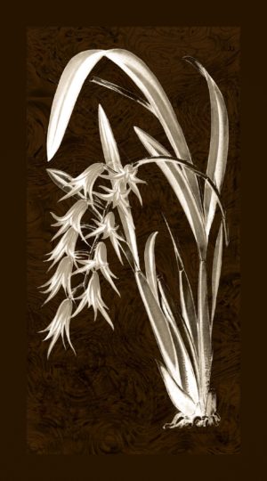 Botanicals