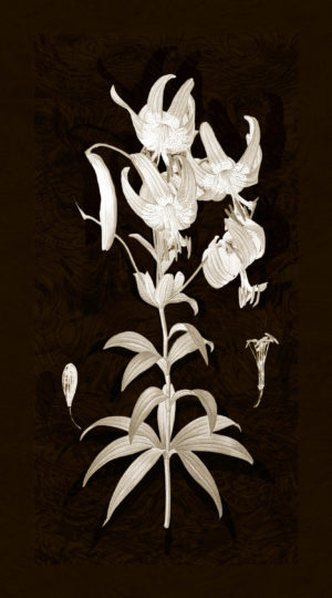 Botanicals