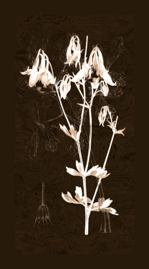 Botanicals