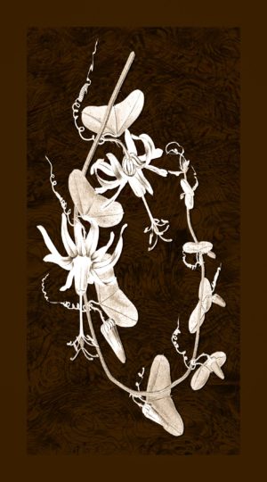 Botanicals