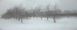 Winter Enchantment (Apples and Wine)
