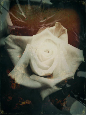 Roses I