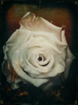 Roses II