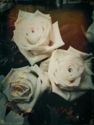Roses III