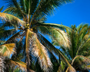 Mexican Palms