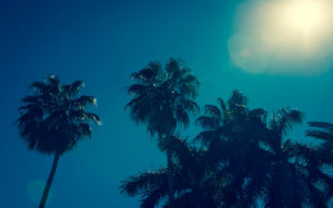 Summer Haze