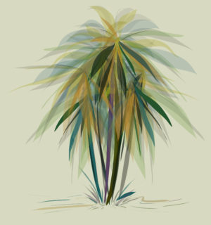 Palms