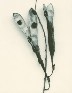 Seeds