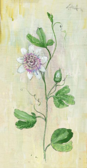 Passionflower