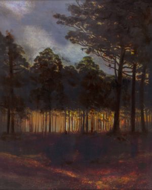 Sunset Forest