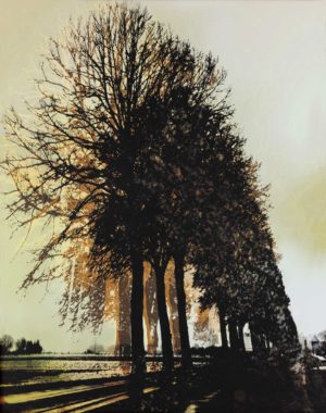 Alley Trees