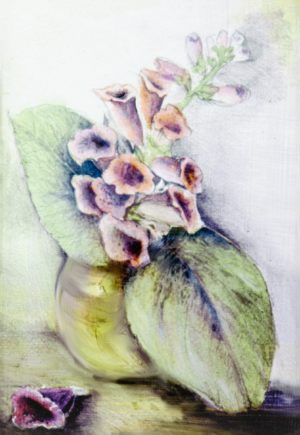 Digitalis Purpurea
