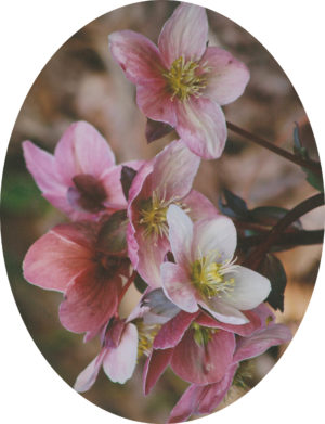 Autumn Flowers