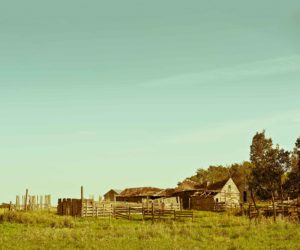 Farmyard I