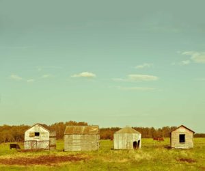 Farmyard II