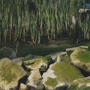 Near A Pond