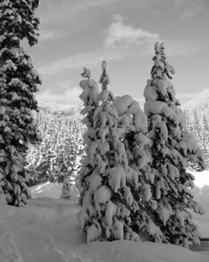Snow on the Trees
