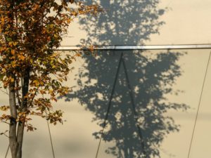 City Tree in Fall