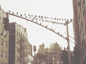 Birds on a Wire