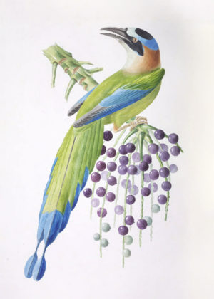 Tropical Bird Series I