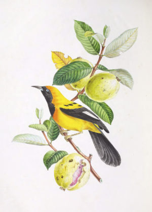 Tropical Bird Series II