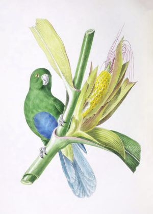 Tropical Bird Series III