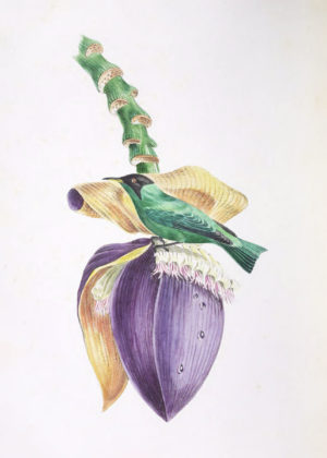 Tropical Bird Series IV