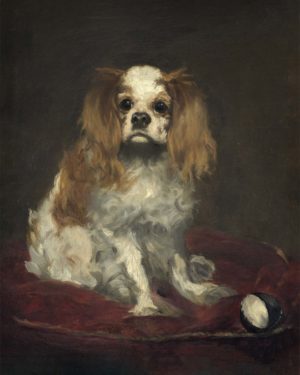 A King Charles Spaniel
