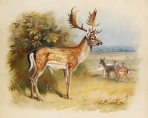 Fallow Deer