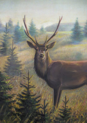 Deer