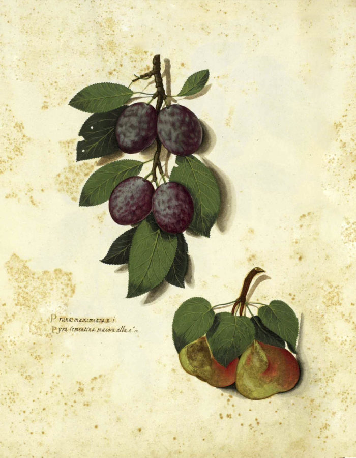 Fruit Garnish I