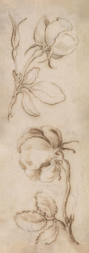 A Study in Pinks and Roses II
