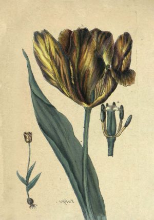 Tulips 1