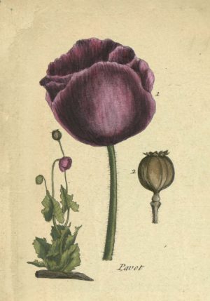Tulips 2