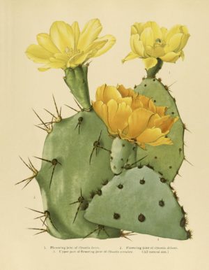 The Cactaceae